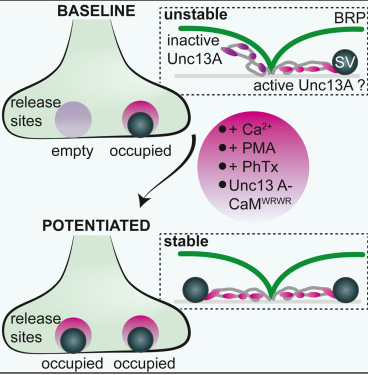 Unc13A dynamically stabilizes vesicle priming at synaptic release sites for short-term facilitation and homeostatic potentiation