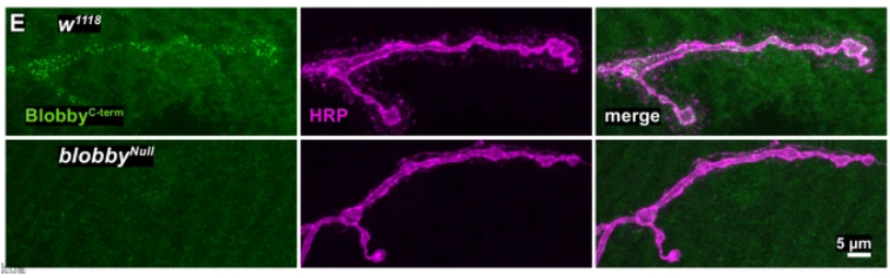 Blobby is a synaptic active zone assembly protein required for memory in Drosophila