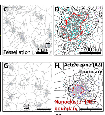 An active zone state switch concentrates and immobilizes voltage gated Ca2+ channels to promote long-term plasticity