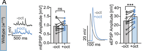 Monoamine-induced diacylglycerol signaling rapidly accumulates Unc13 in nanoclusters for fast presynaptic potentiation