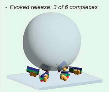  SNAP-25 disease variants affect synaptic transmission by destabilizing SNARE complexes within a multimeric SNARE ring 