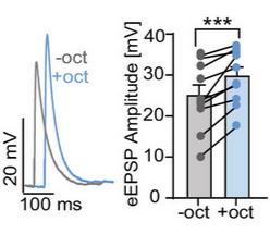 Monoamine-induced diacylglycerol signaling rapidly accumulates Unc13 in nanoclusters for fast presynaptic potentiation