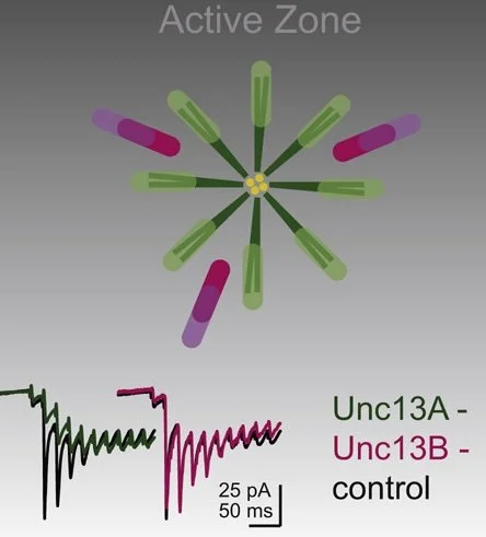 Active Zone Scaffold Protein Ratios Tune Functional Diversity across Brain Synapses