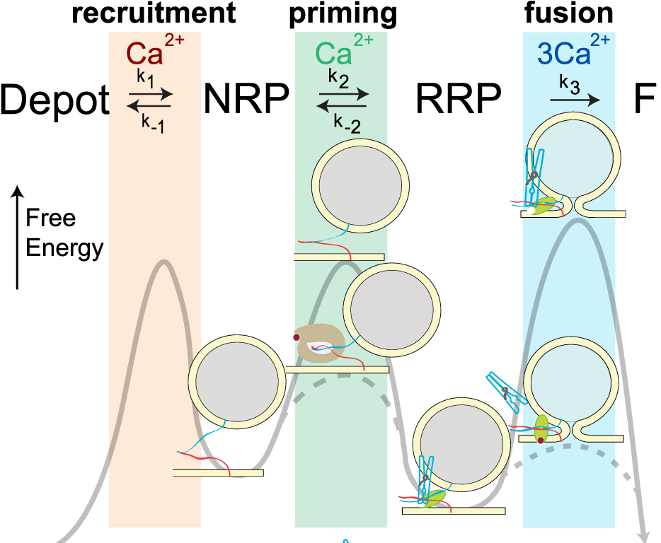 A Sequential Vesicle Pool Model with a Single Release Sensor and a Ca2+-Dependent Priming Catalyst Effectively Explains Ca2+-Dependent Properties of Neurosecretion