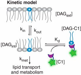Live-cell lipid biochemistry reveals a role of diacylglycerol side-chain composition for cellular lipid dynamics and protein affinities