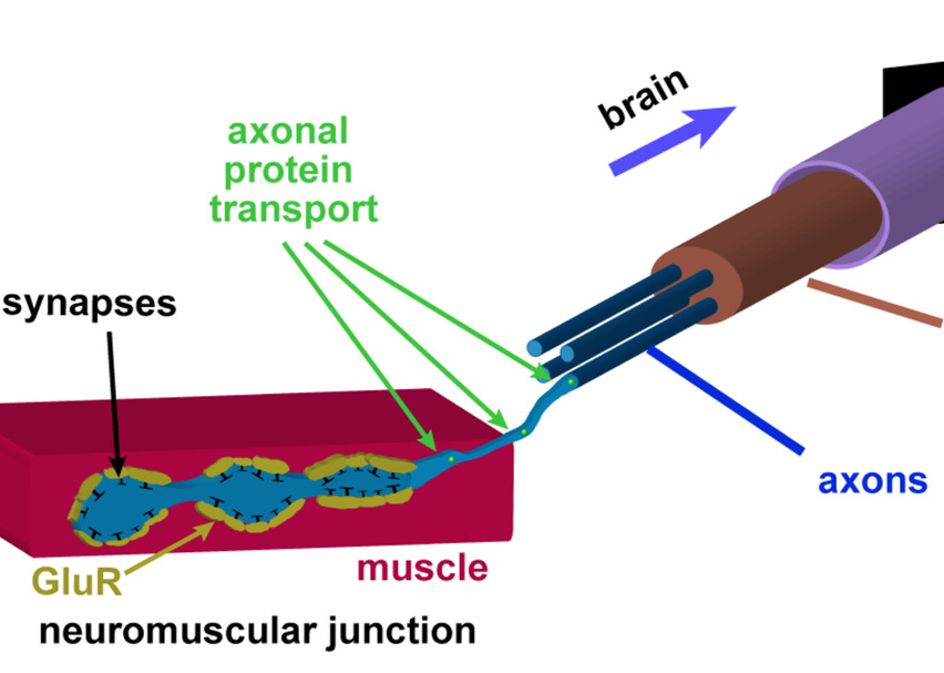 Glial Synaptobrevin mediates peripheral nerve insulation, neural metabolic supply, and is required for motor function