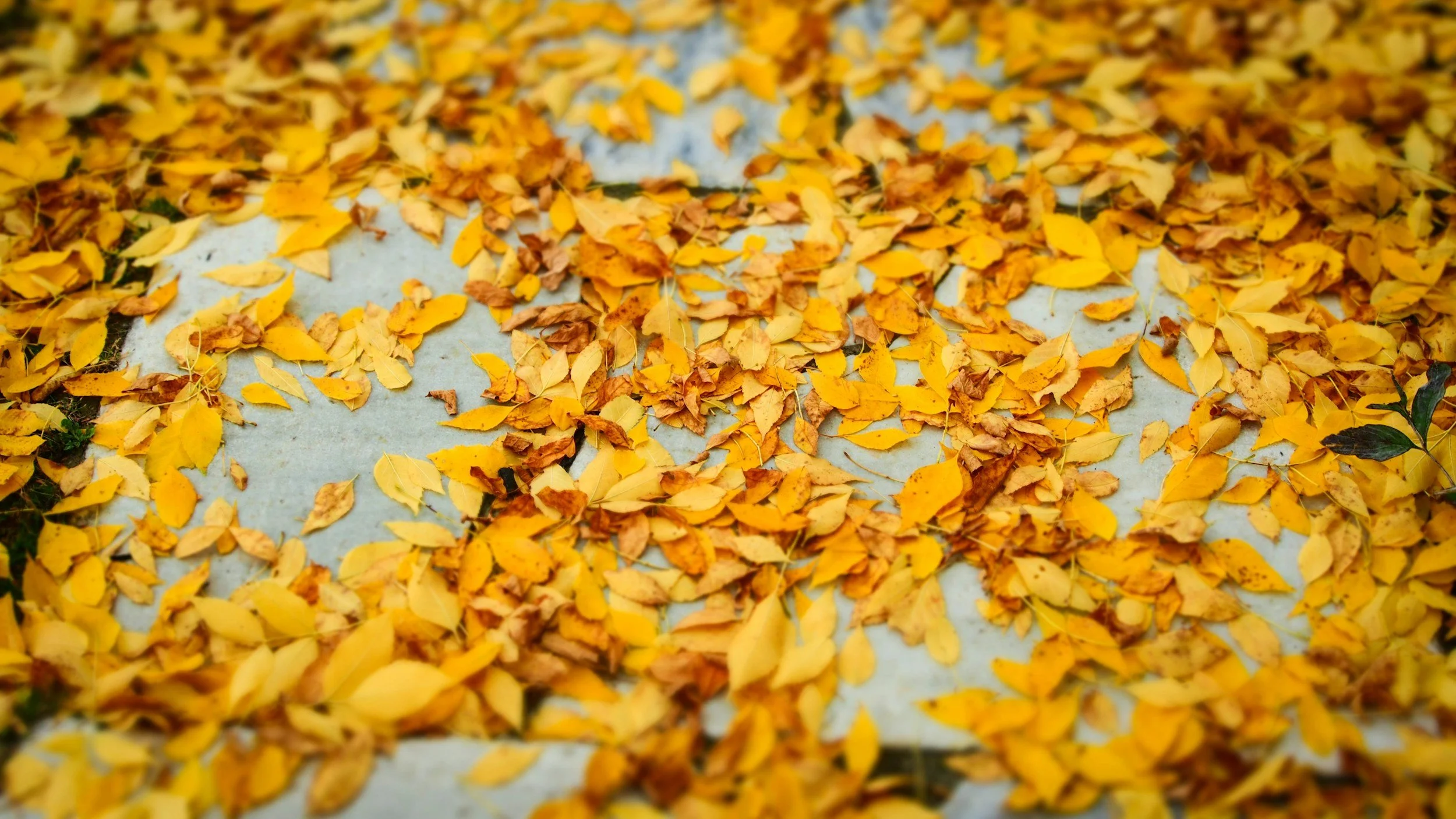 Farewell Summer, Hello Fall