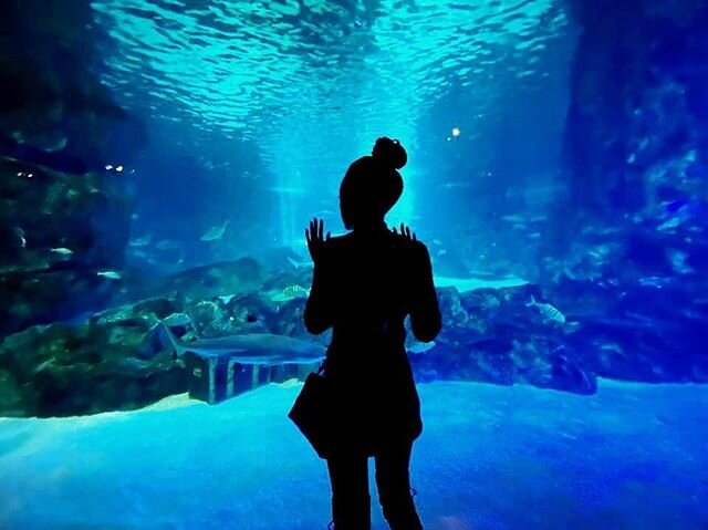 Sundays often seem to call one to day dream... Would you agree? Our favourite daydream is about visiting the famous COEX Aquarium. 🐠 Being one of the largest aquariums in Korea, it holds over 3,000 tons of water! 🌊 No wonder it showcases a great di