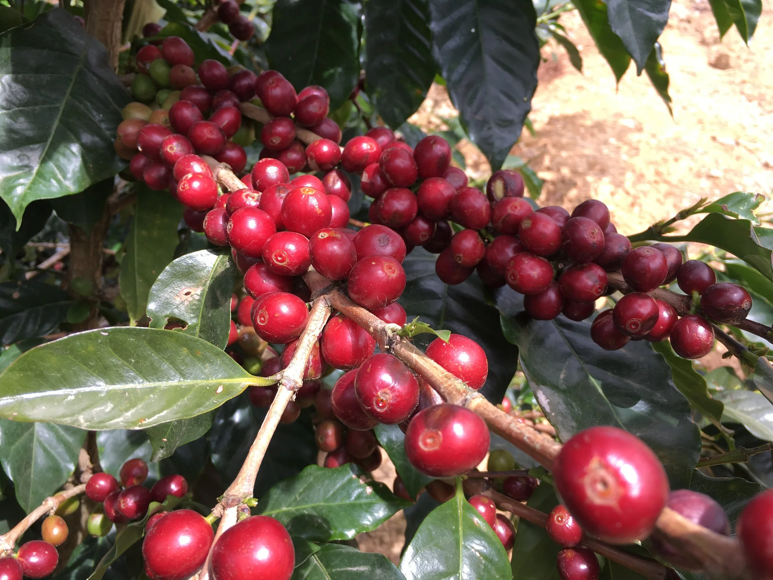 Photo Jan 07, 17 43 59.jpg