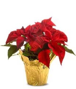 Order your poinsettia, kissing balls, wreaths and ornaments now through 11/27! Pickup on 12/1 at the Women&rsquo;s City Club located at 375 Middle Street in Portsmouth. Proceeds to help with club initiatives and care of our home. Thank you for your s
