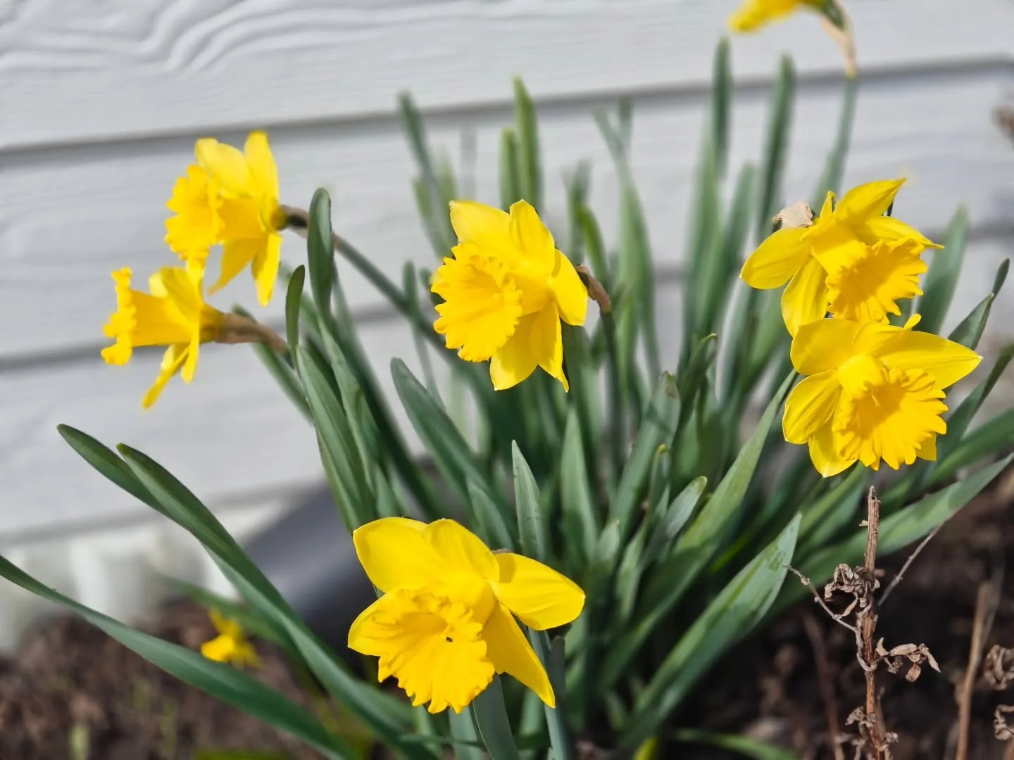 Gl&aelig;delig P&aring;ske!💐🦋🐣🐰🌞😎
