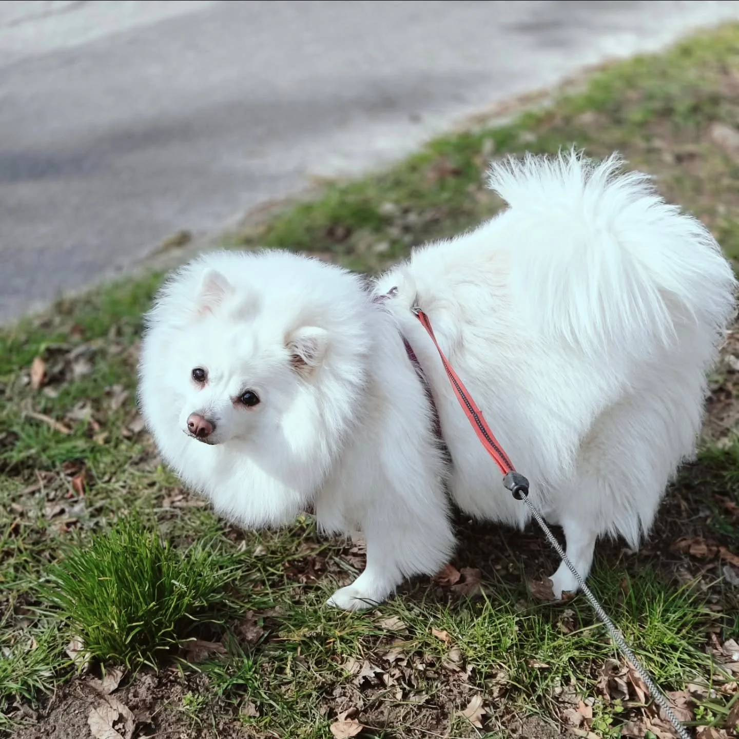 Nyd det gode vejr🐣🏍️🌞🐻&zwj;❄️🐾