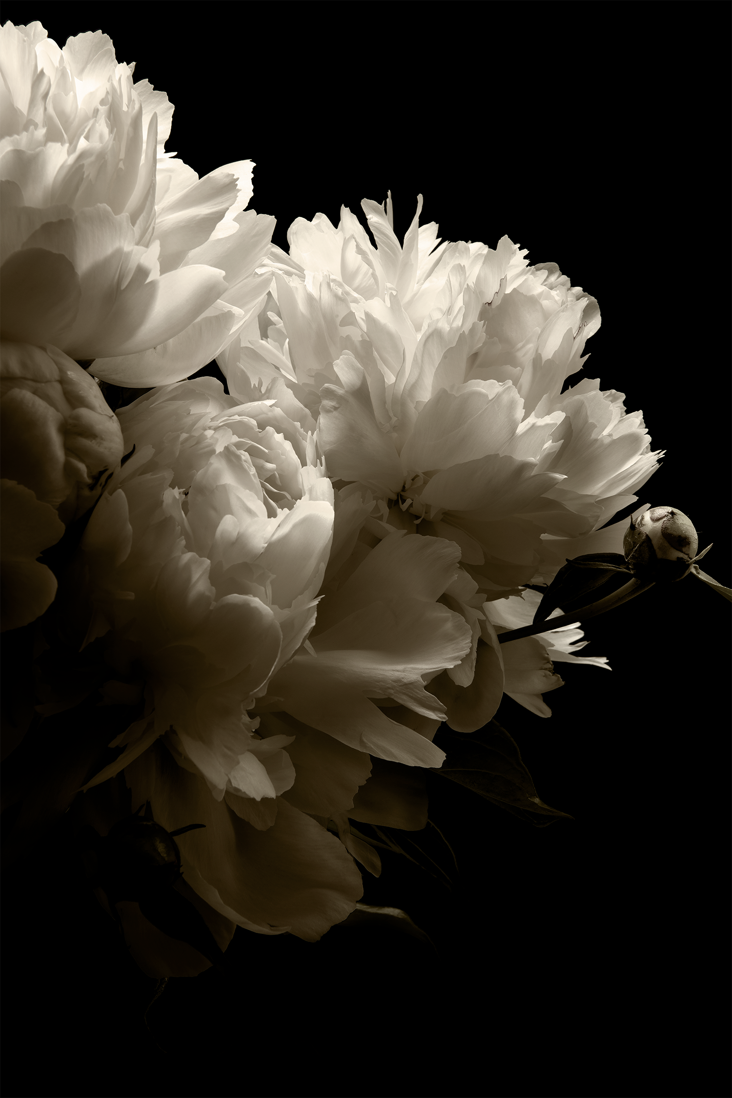 Peonies 0001
