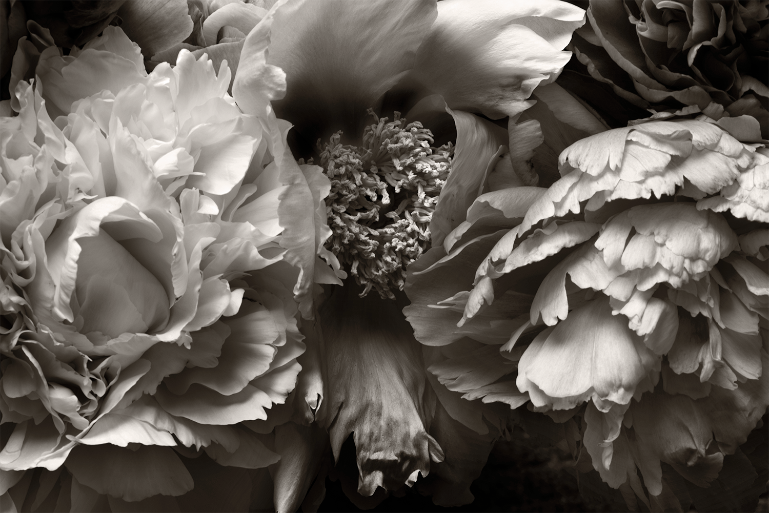 Peonies Cluster