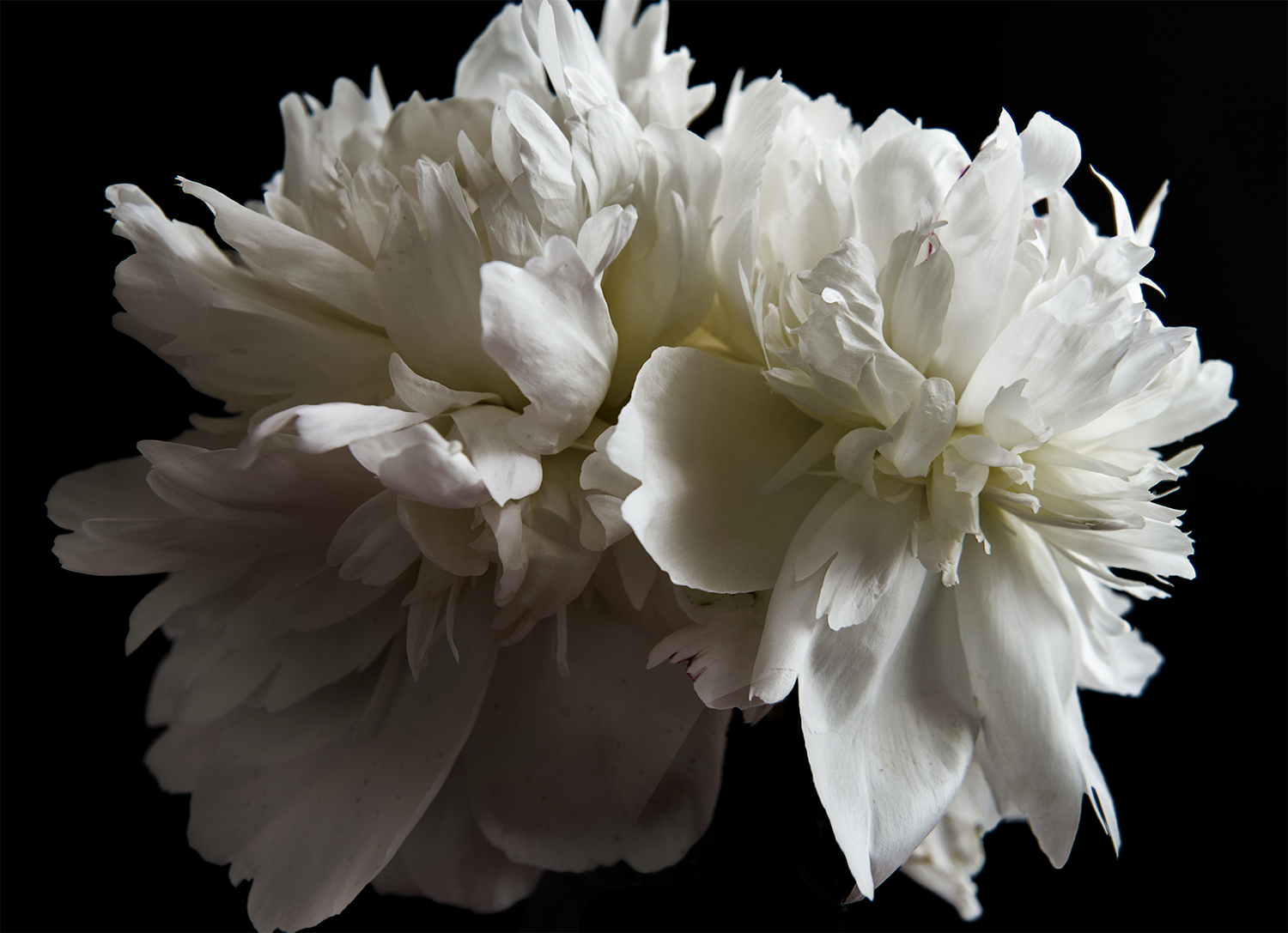 Peonies 9608