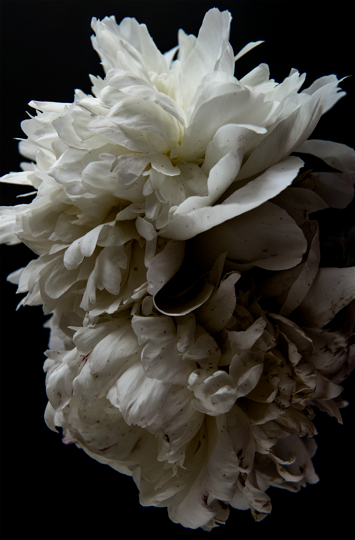 Peonies 9635
