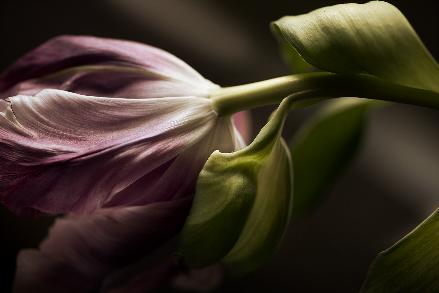 Reclining Tulip