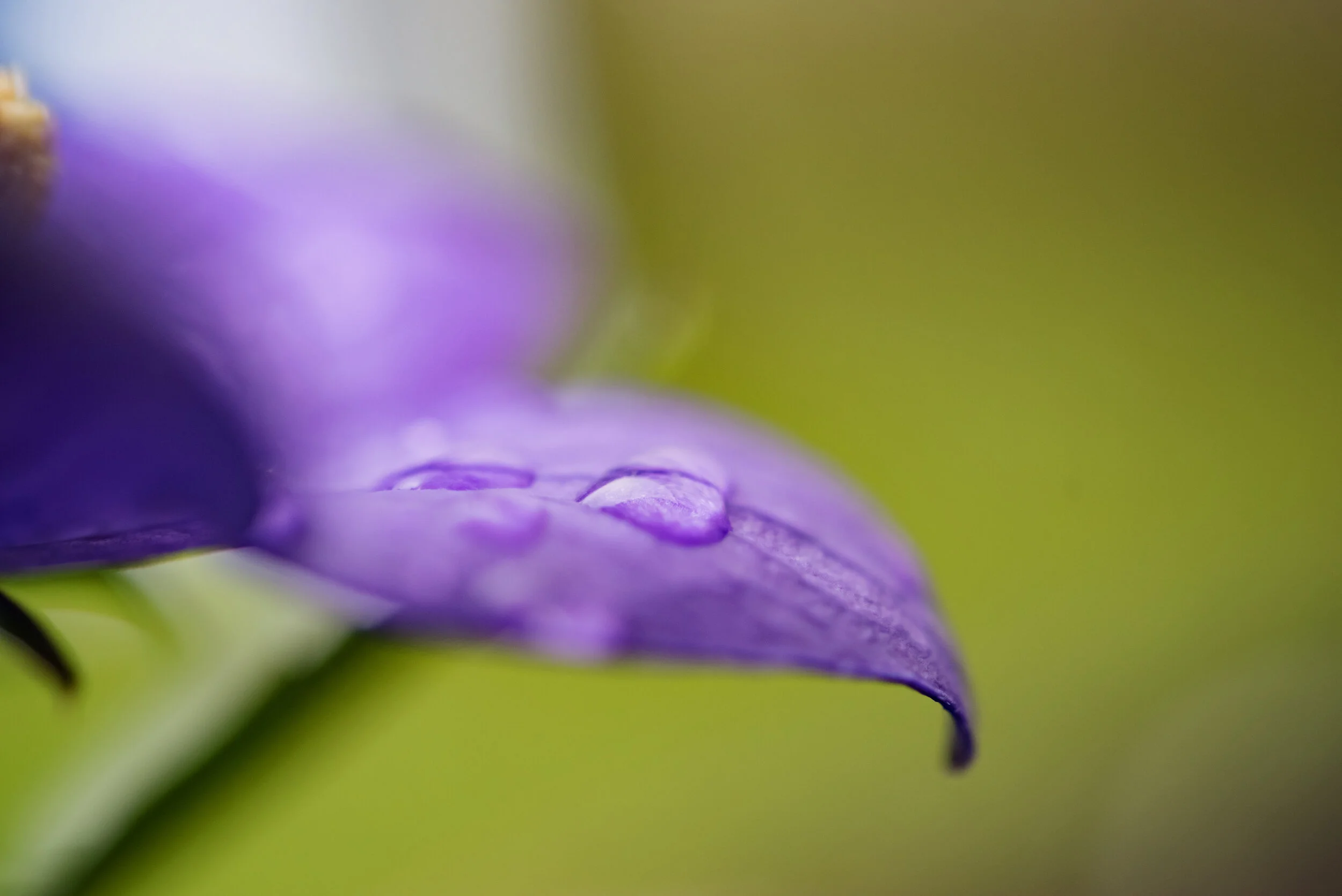 Droplet