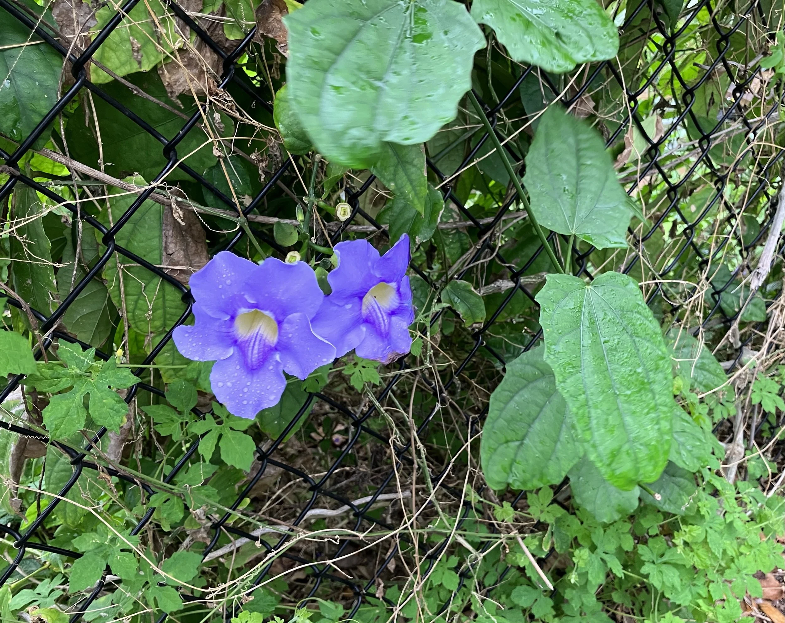 The Children's Garden at Sunshine Organic Community Garden, Jupiter, Florida