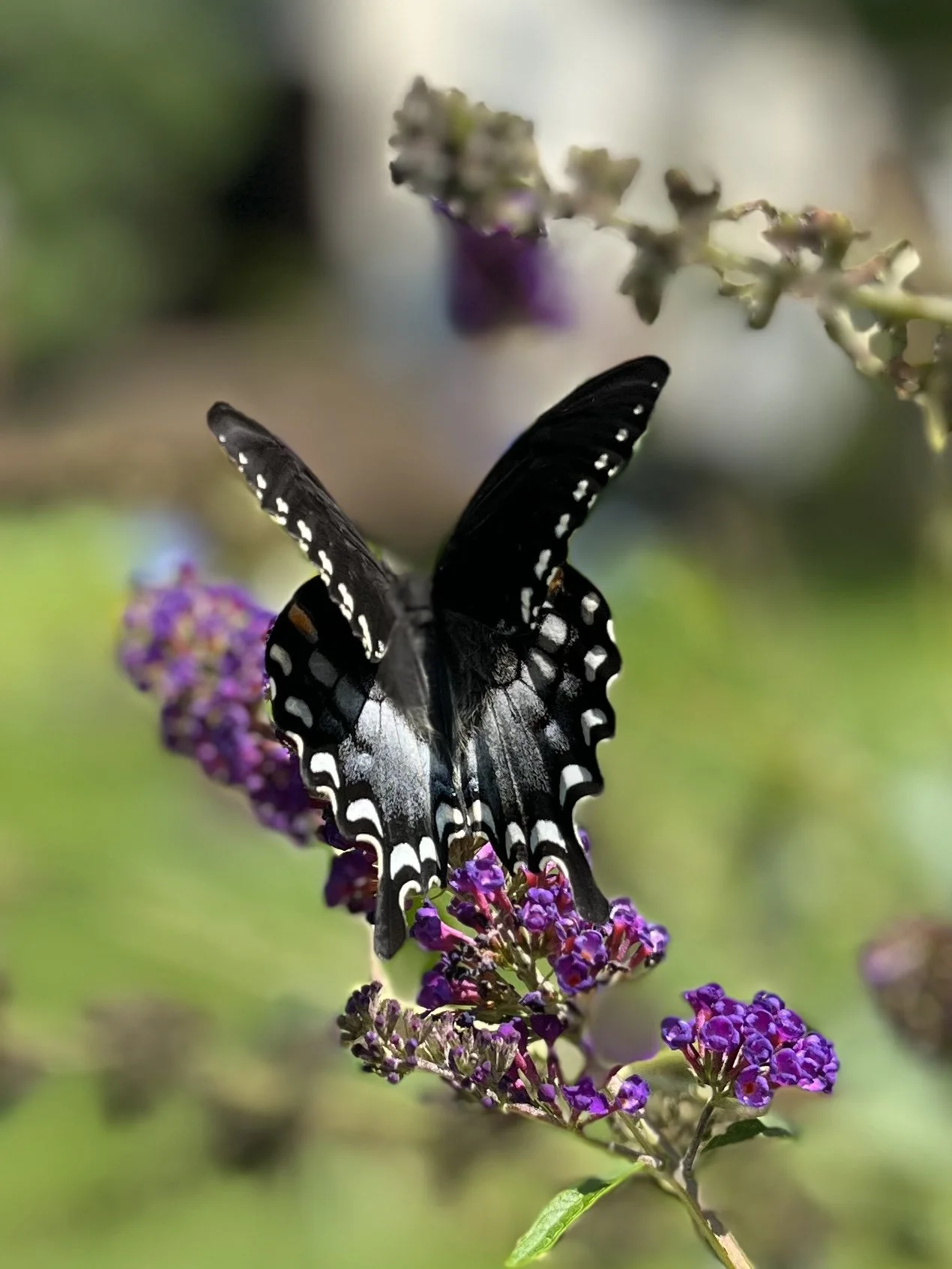 Greenacres Branch Will Read about Butterflies and More