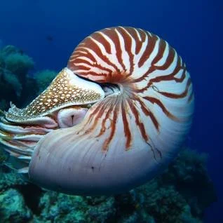 Spiritual direction supervision and Nautilus shells: What do they have to teach us?