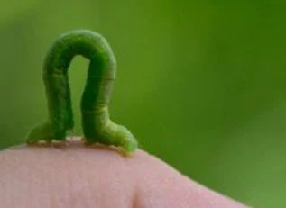 More Inchworm than Lightning