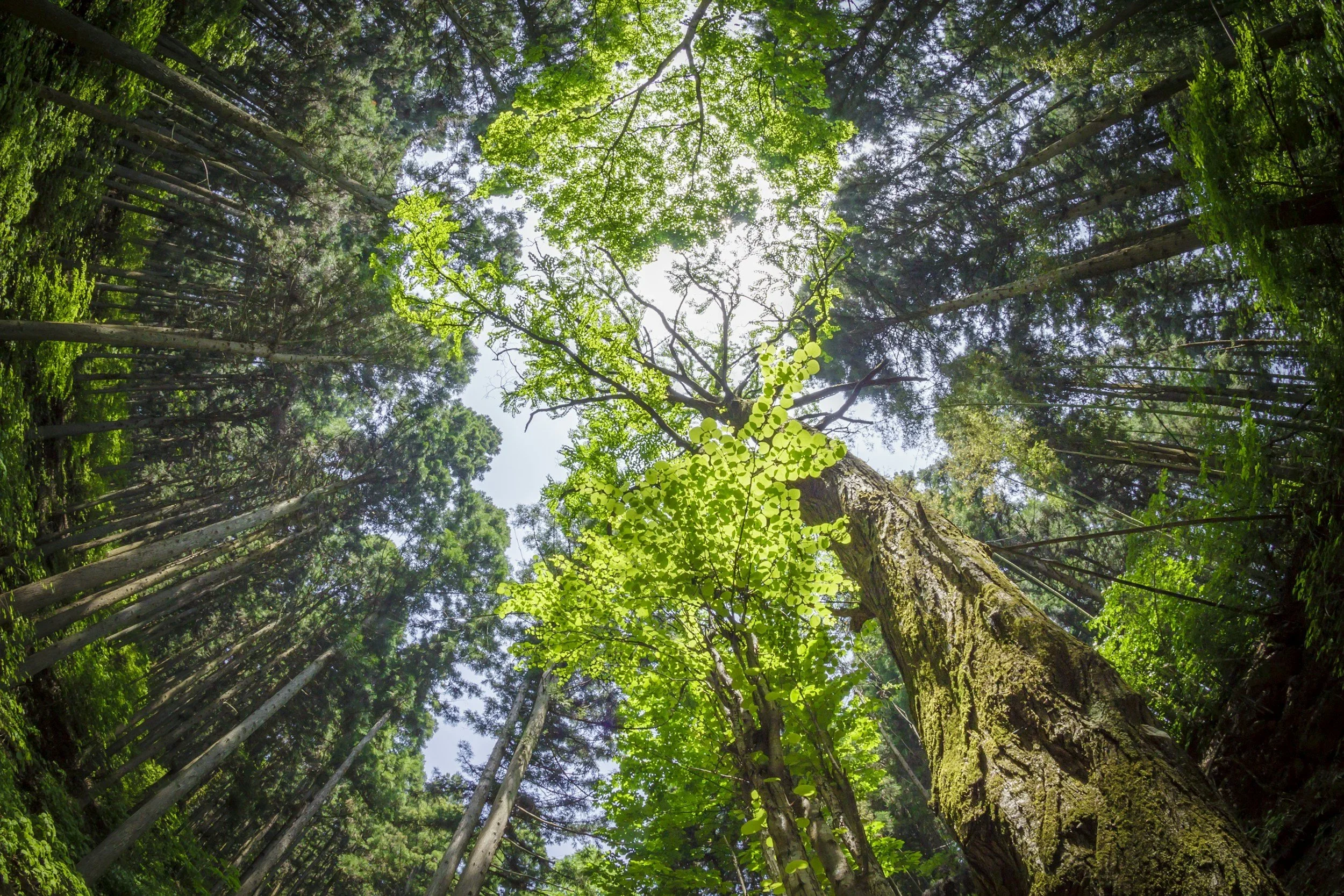 Forest Bathing Article in the Washington Post