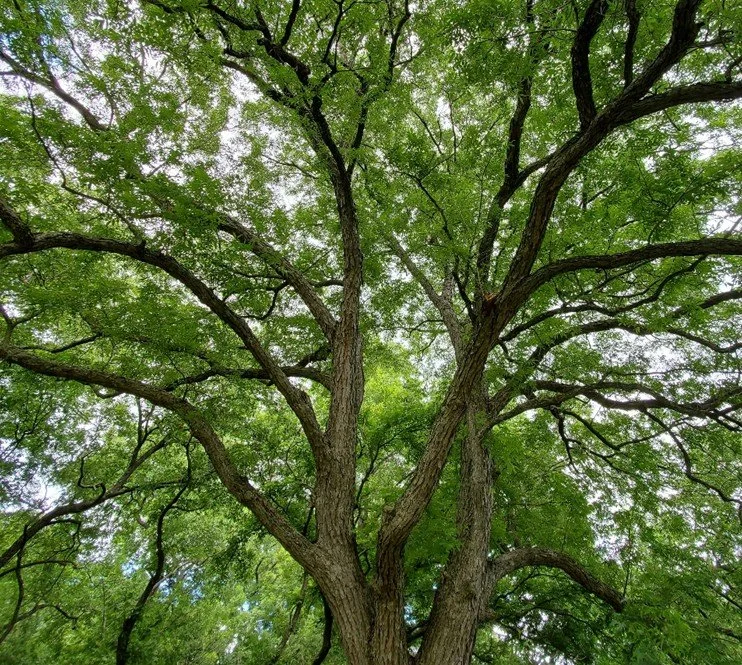 Extra Wild: Discovering Forest Spirituality