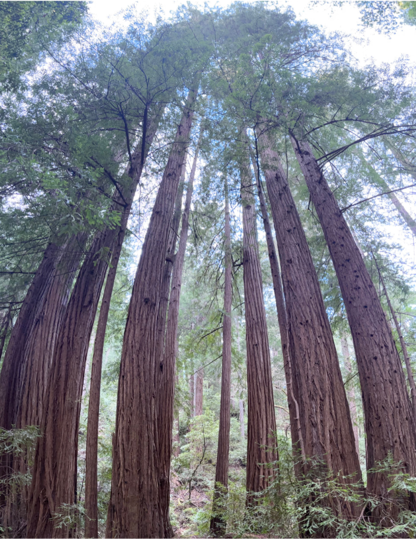 Eco-Spiritual Direction