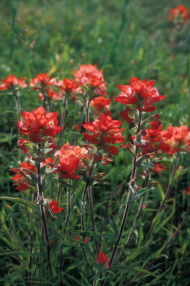 Chasing Wild Flowers