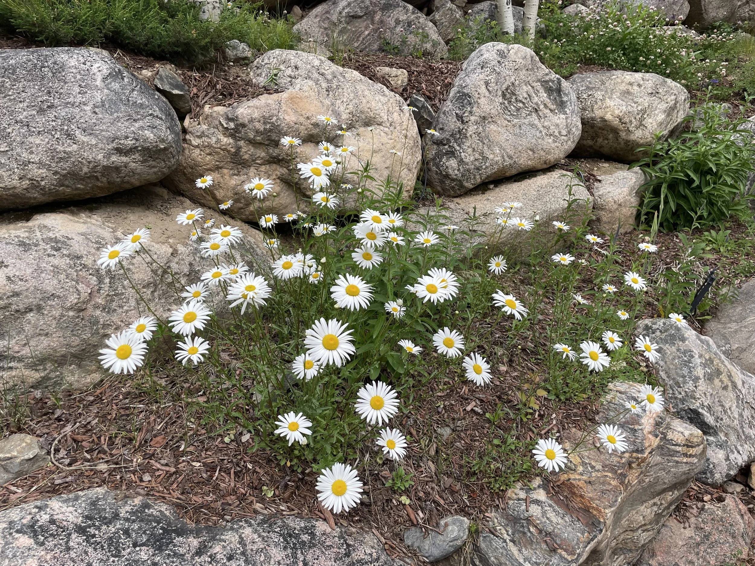 Seeking the Wild Garden