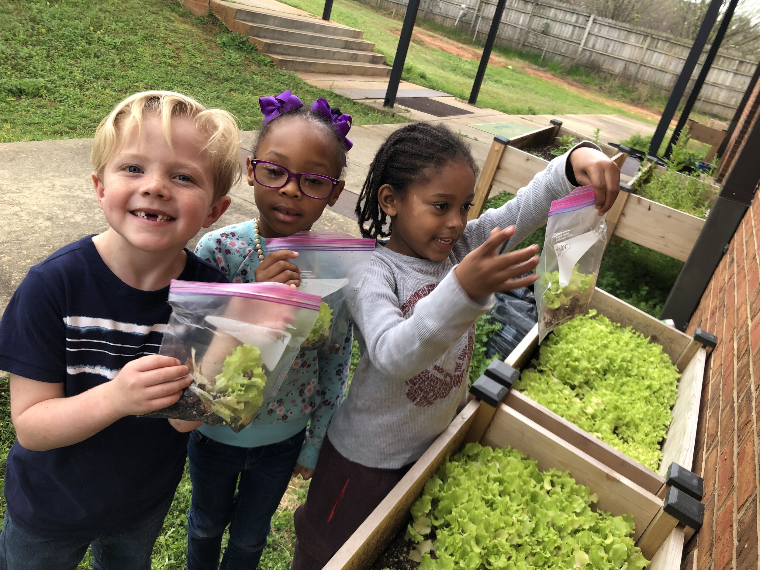 2019 Sumter County students harvest lettuce.JPG