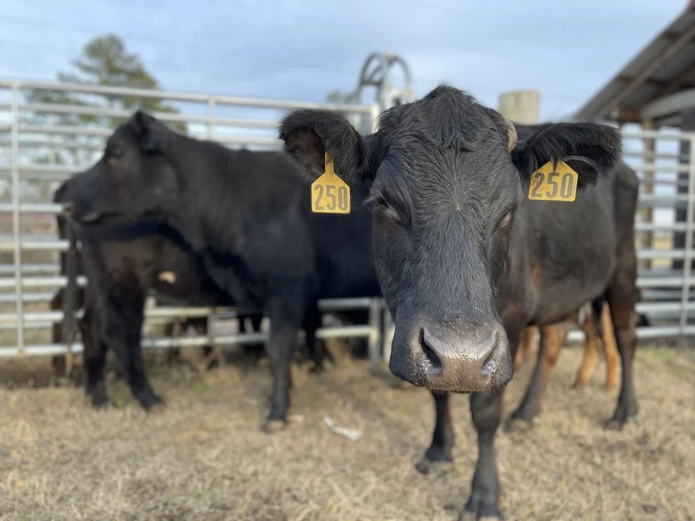 Berry Family Farms is Nurturing Wisdom for Future Generations — The Dirt