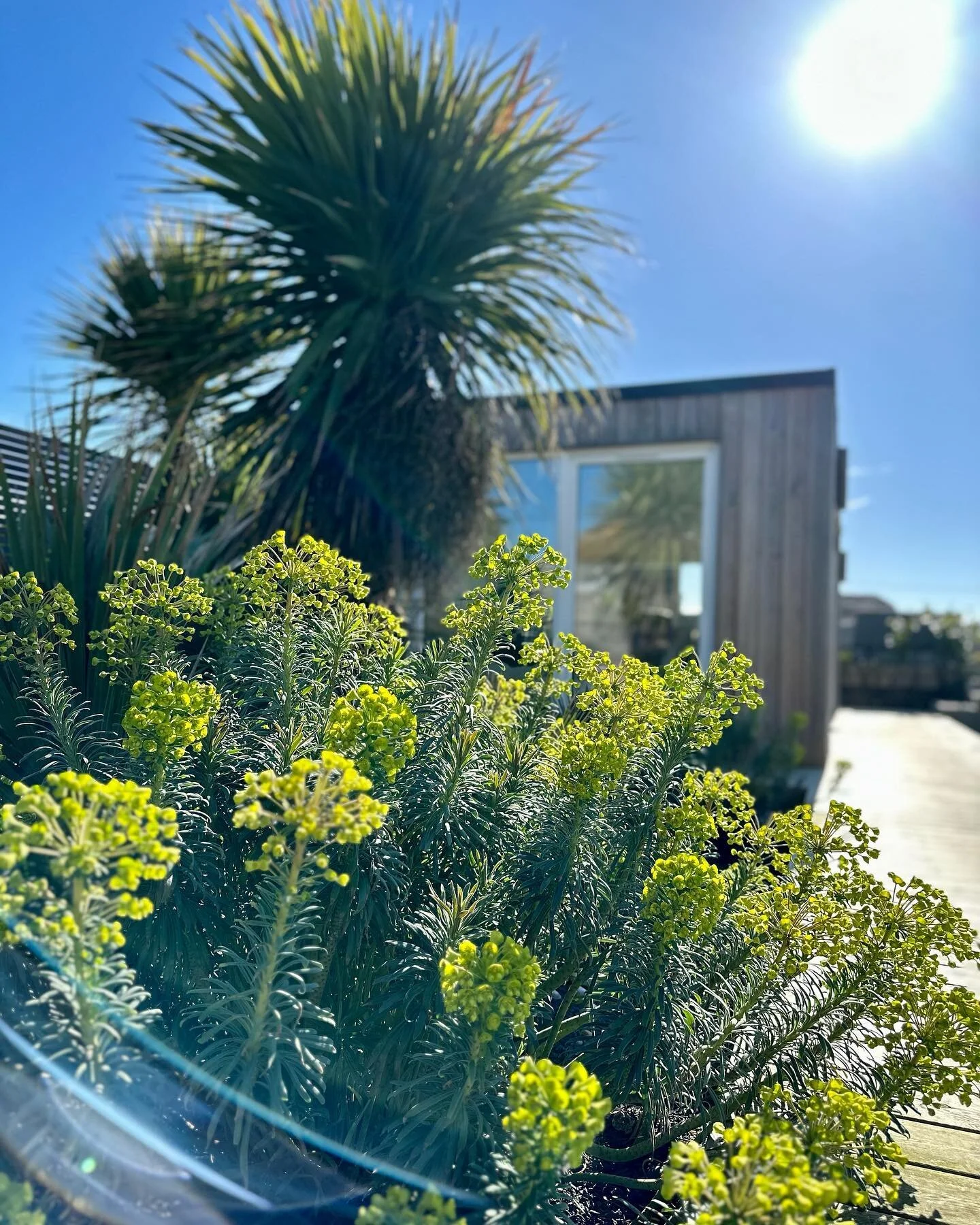 Spring has arrived at The Retreat .. #euphorbia #springishere 🌸