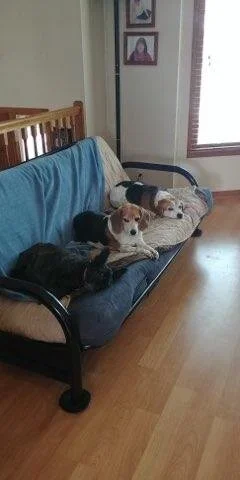  “I am pleased to write this letter of reference for Just Hackworth. Judy has watched my dogs numerous times this last year. She is very responsible and treats my animals as if they were her own. I have two Beagles and a Terrier, all with minds of th