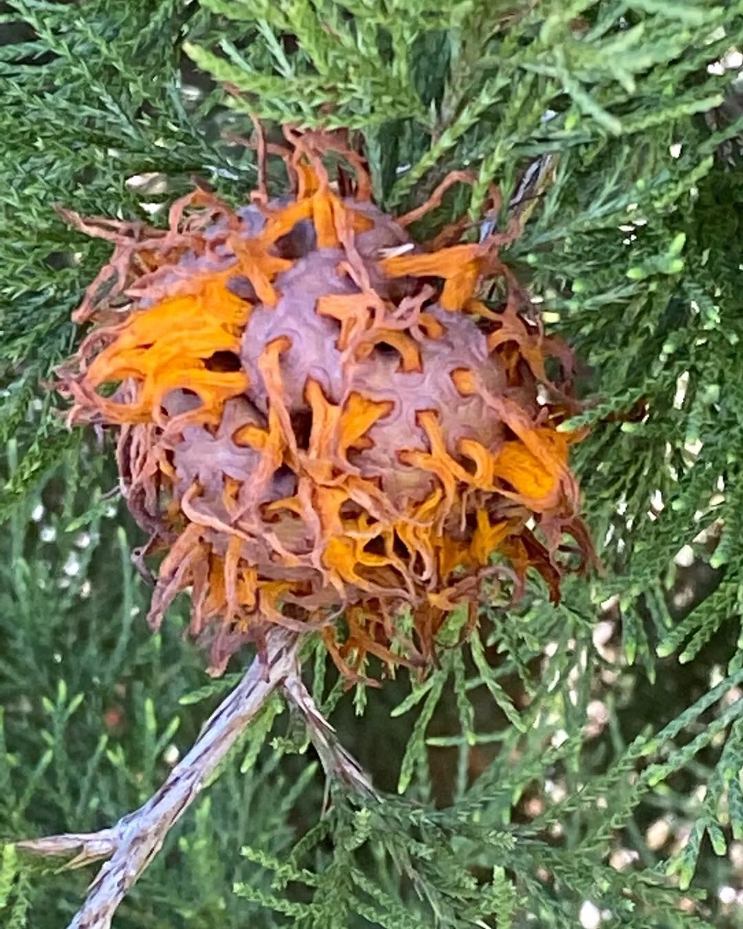Anybody have any ideas what this is ???