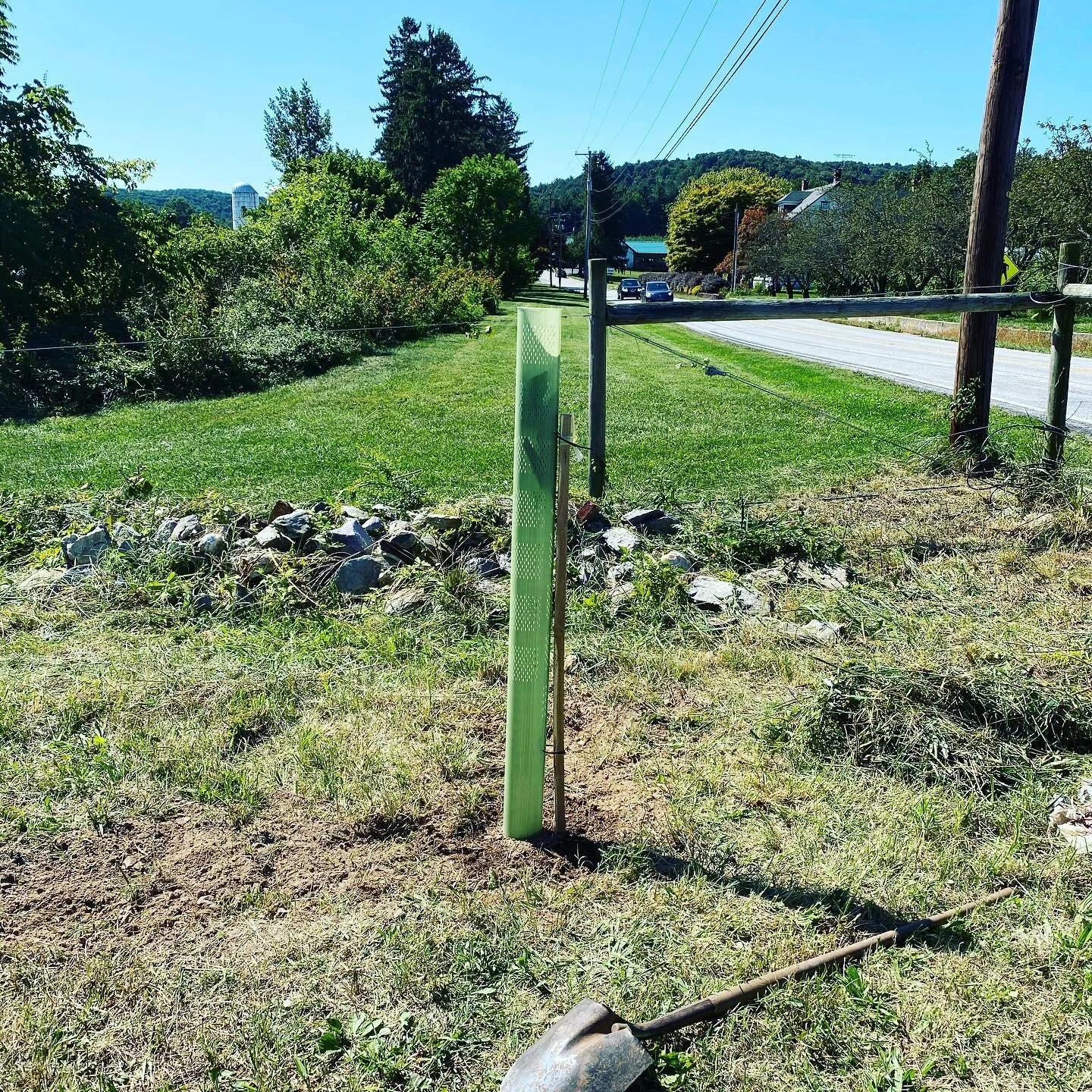 The first of 110... Tulip Poplar. Can&rsquo;t wait to see it grow....
