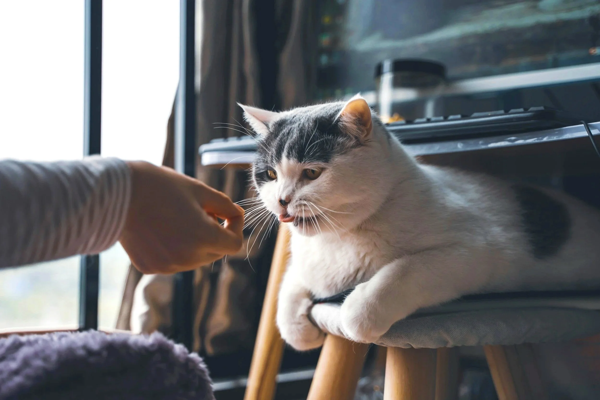 Person reaches a hand towards a black and white cat lying on a stool