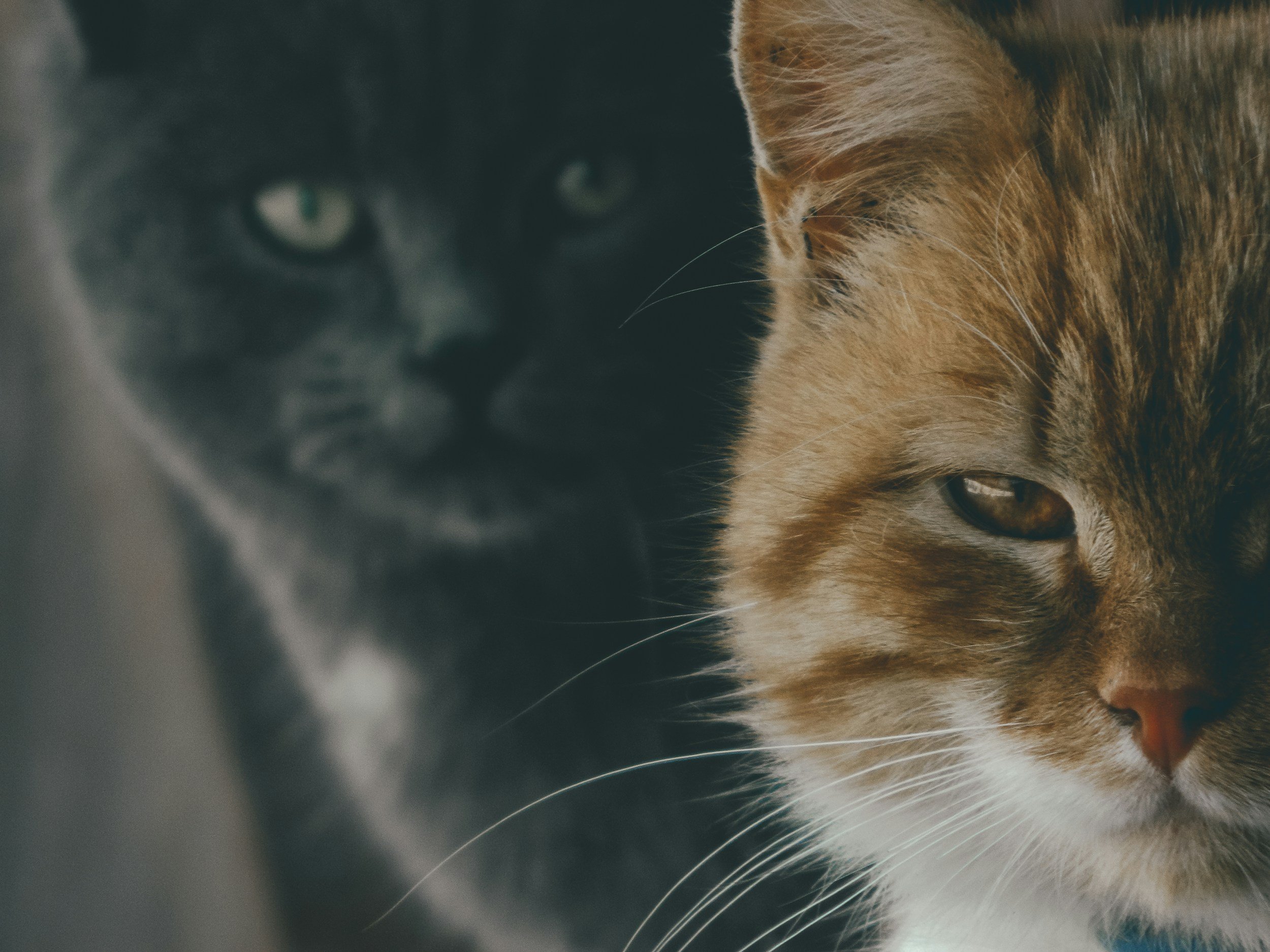From Hisses to Harmony: Helping Your Cat Adjust to a New Feline Companion