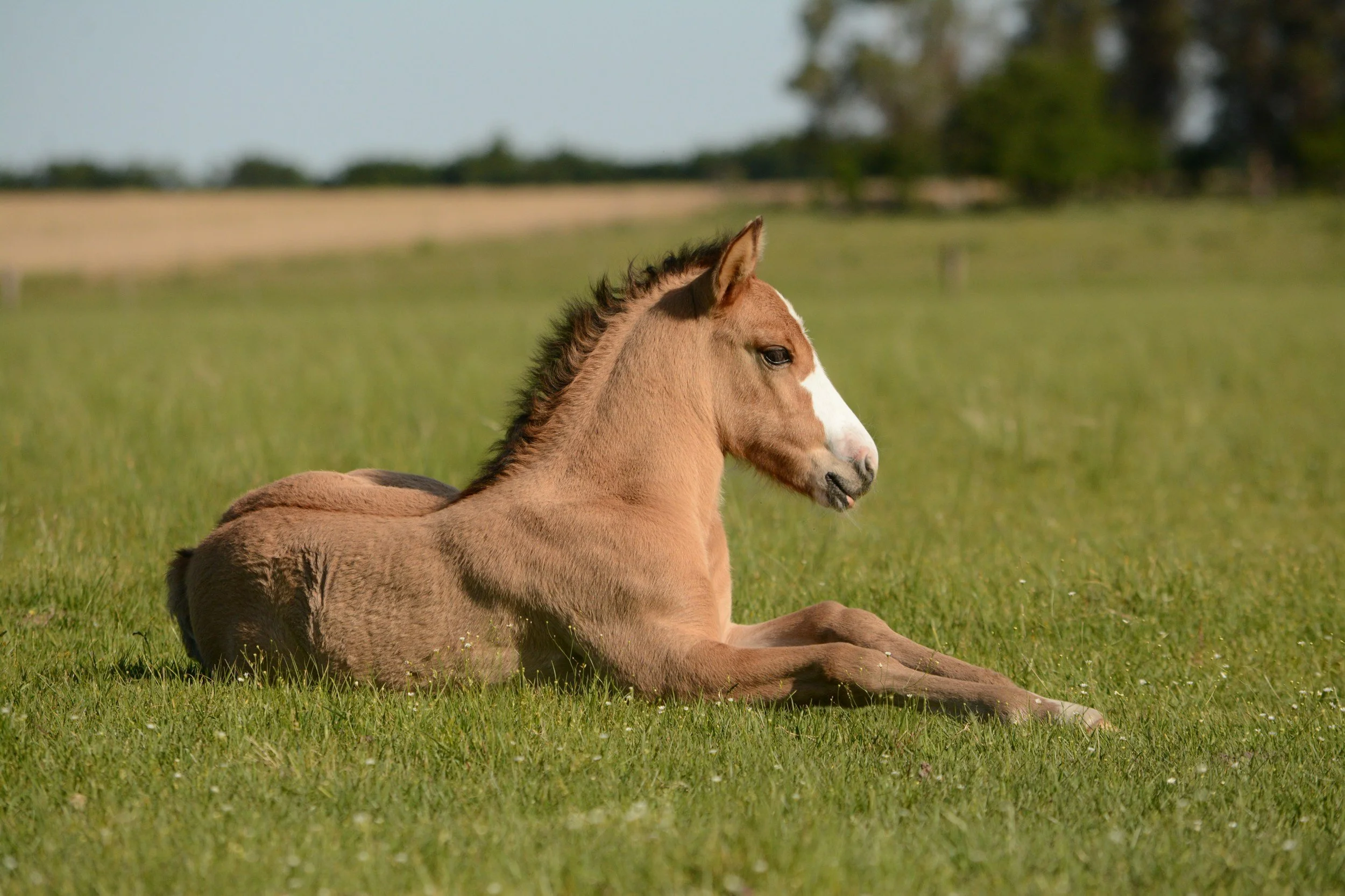 Baby horse laying on an open field