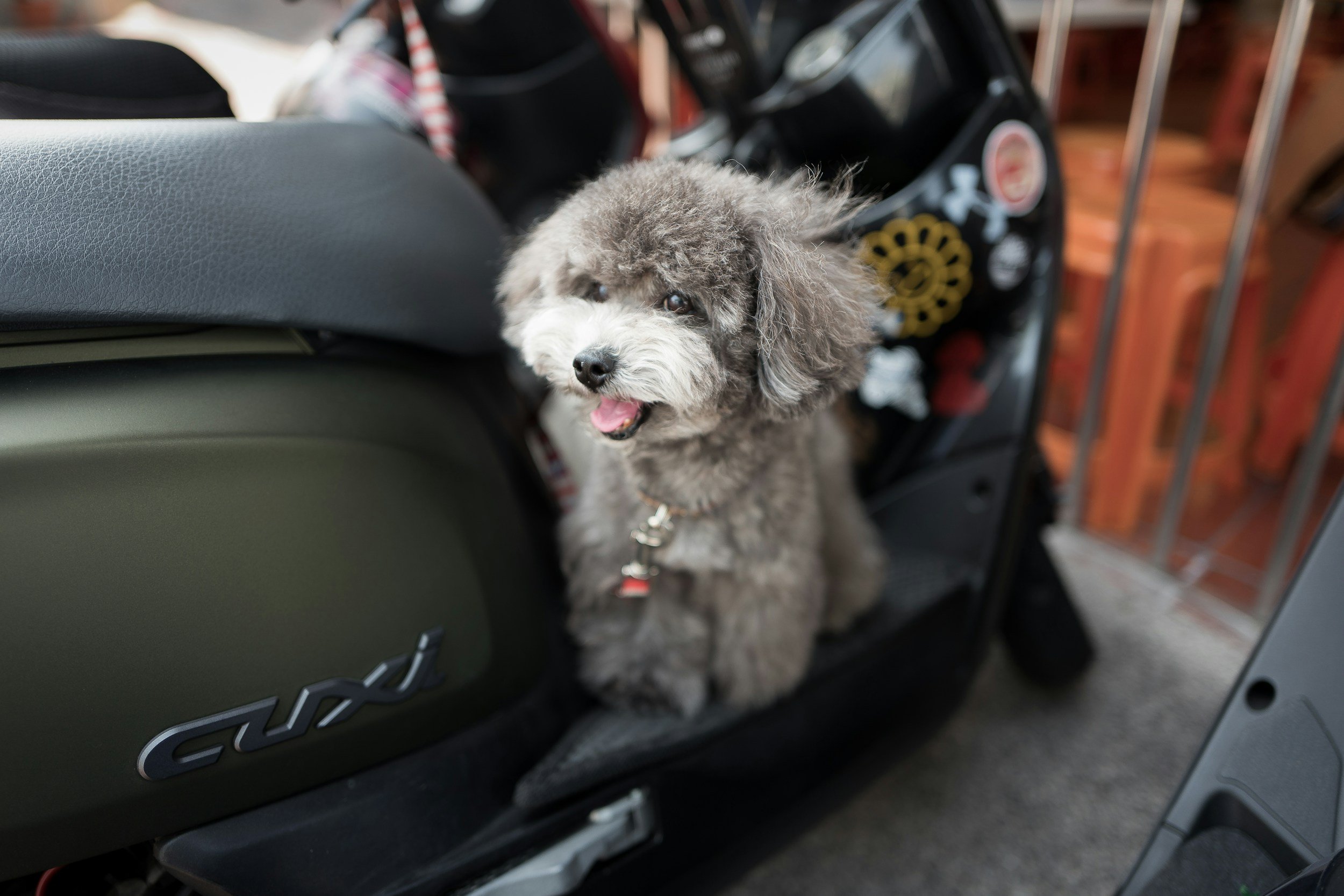 A fluffy grey dog sits on the side of a scooter.