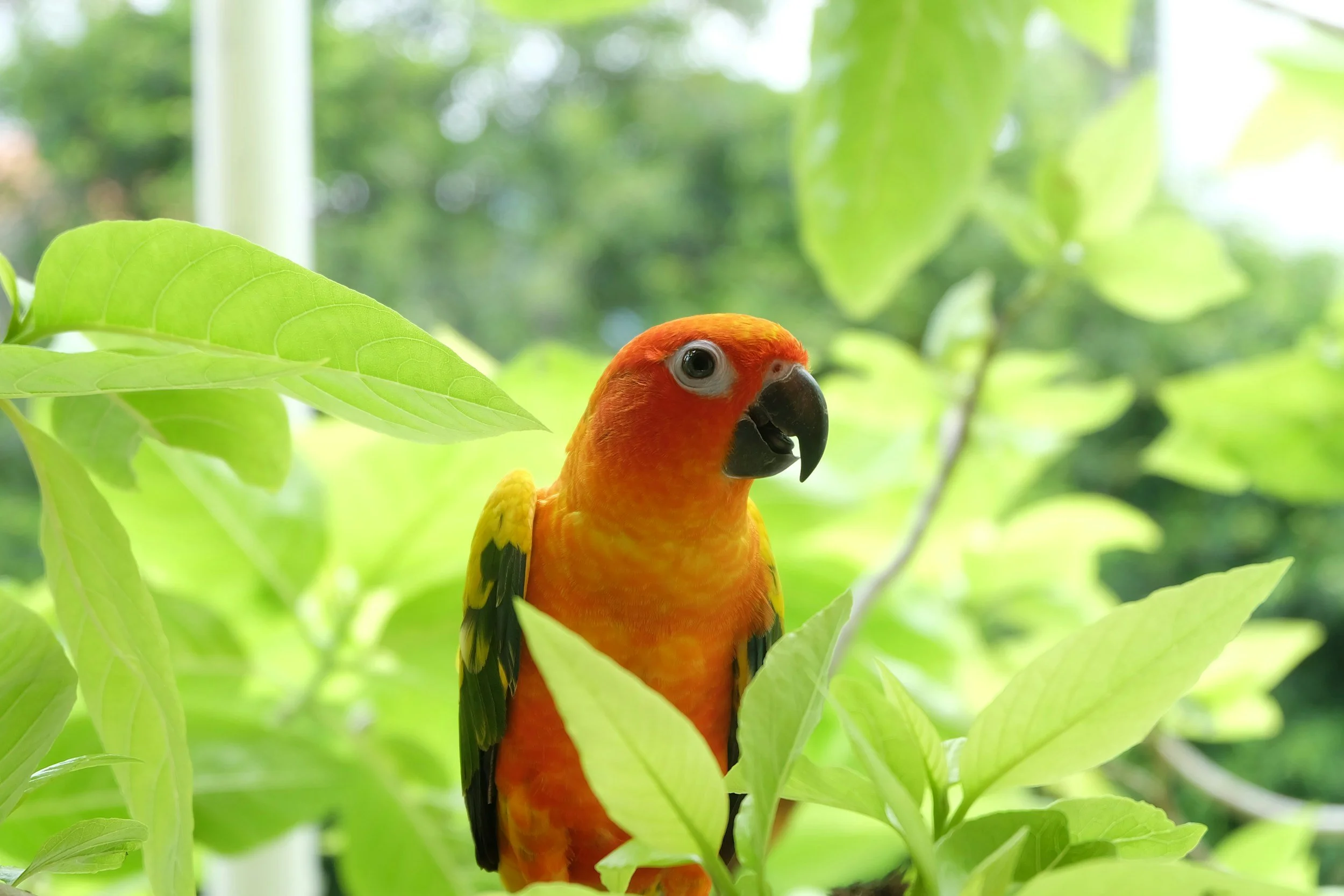 An orange parrot sits on a branch in some bushes.
