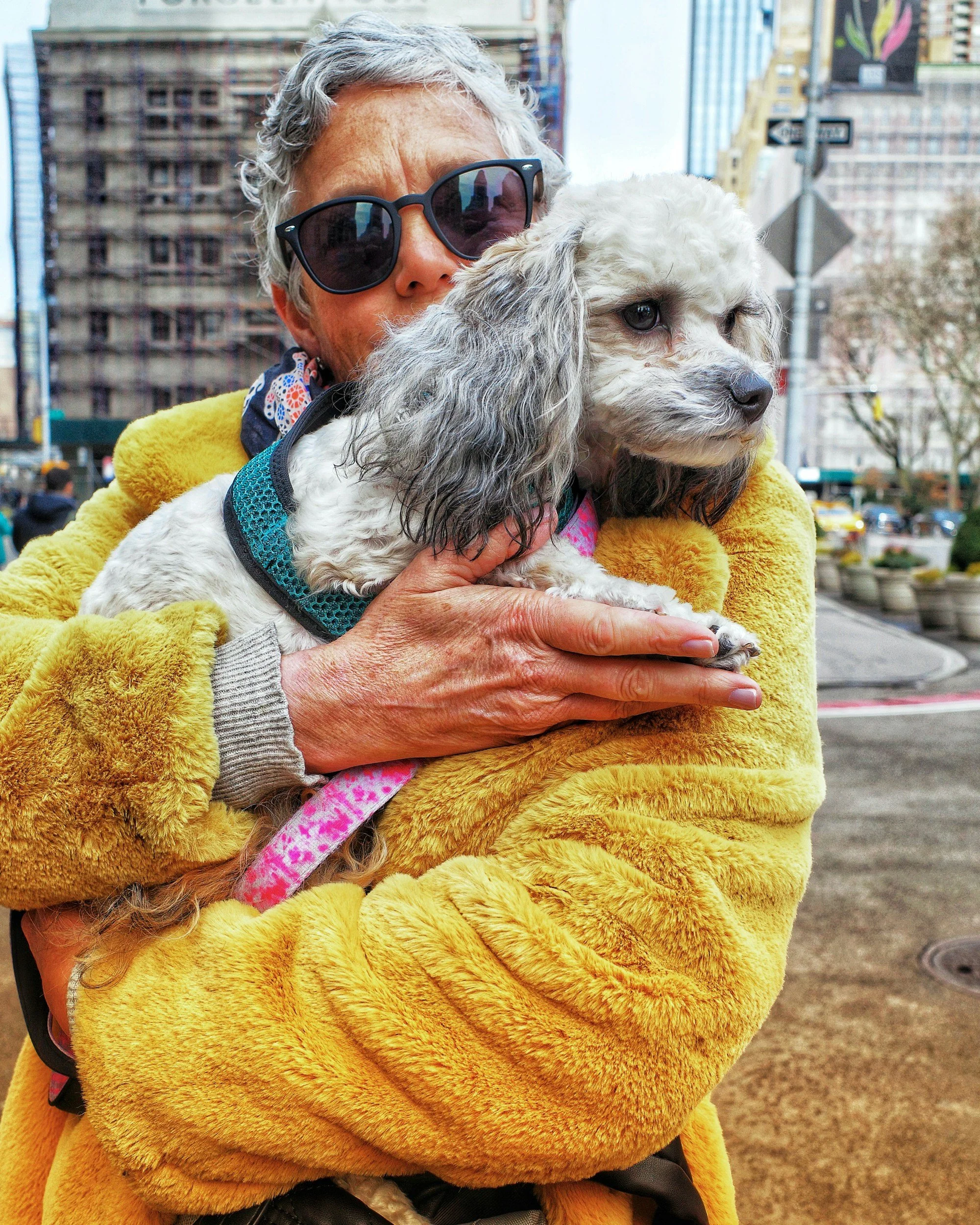 An older woman wearing a yellow fur jacket in a bustling city center holds a white and grey poodle in her arms.