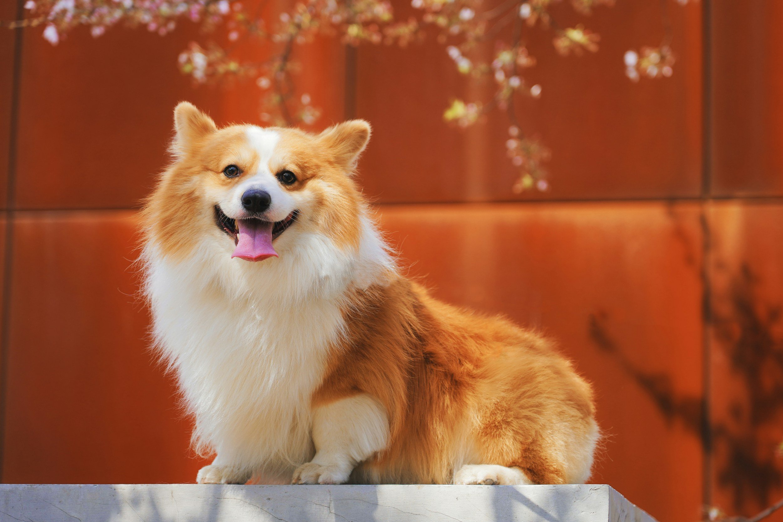A corgi sits in front of a red wall, showing off its beautiful white and brown coat