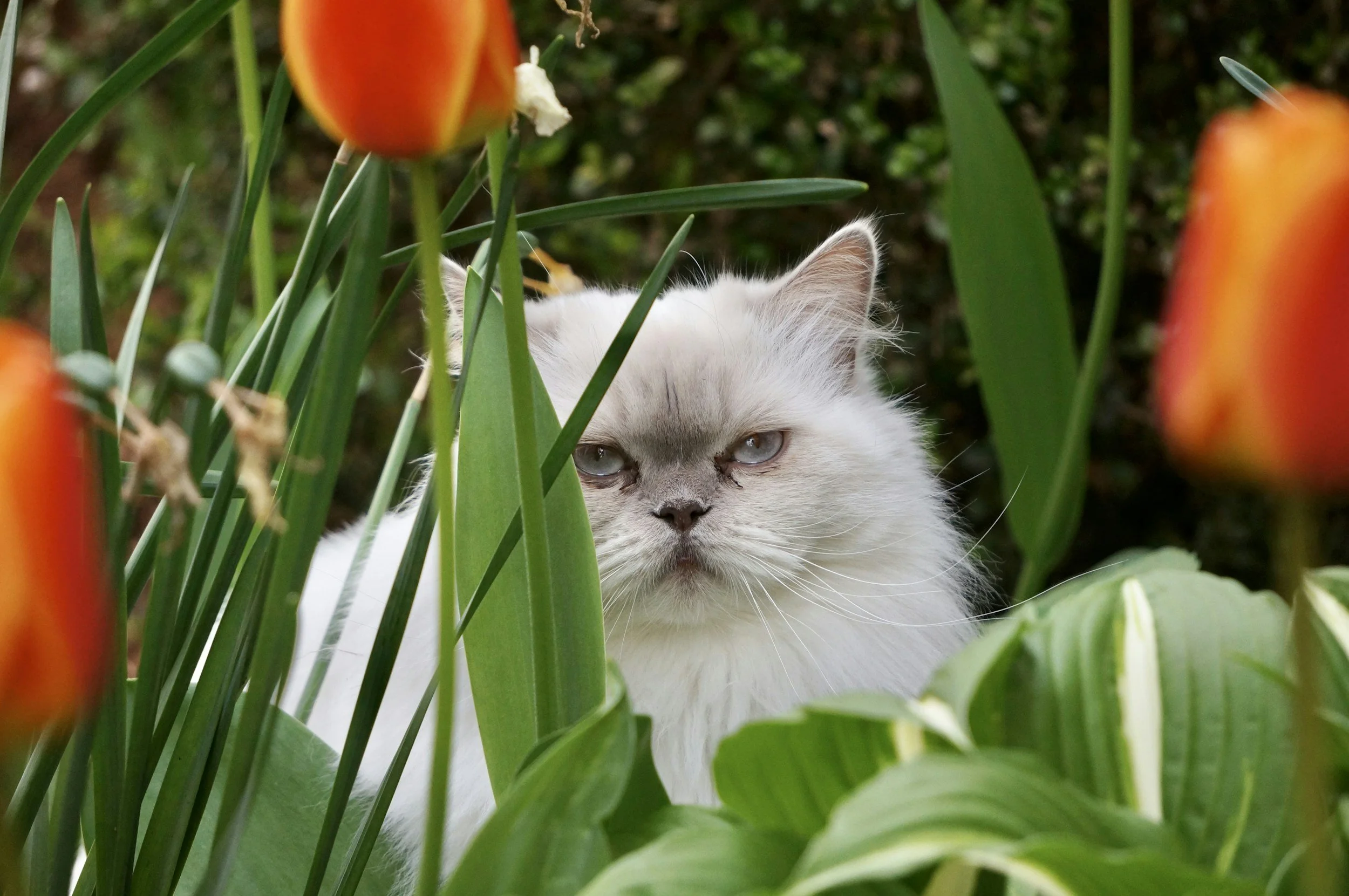 White long haired cat looks out from behind tulips with a grumpy look on their face