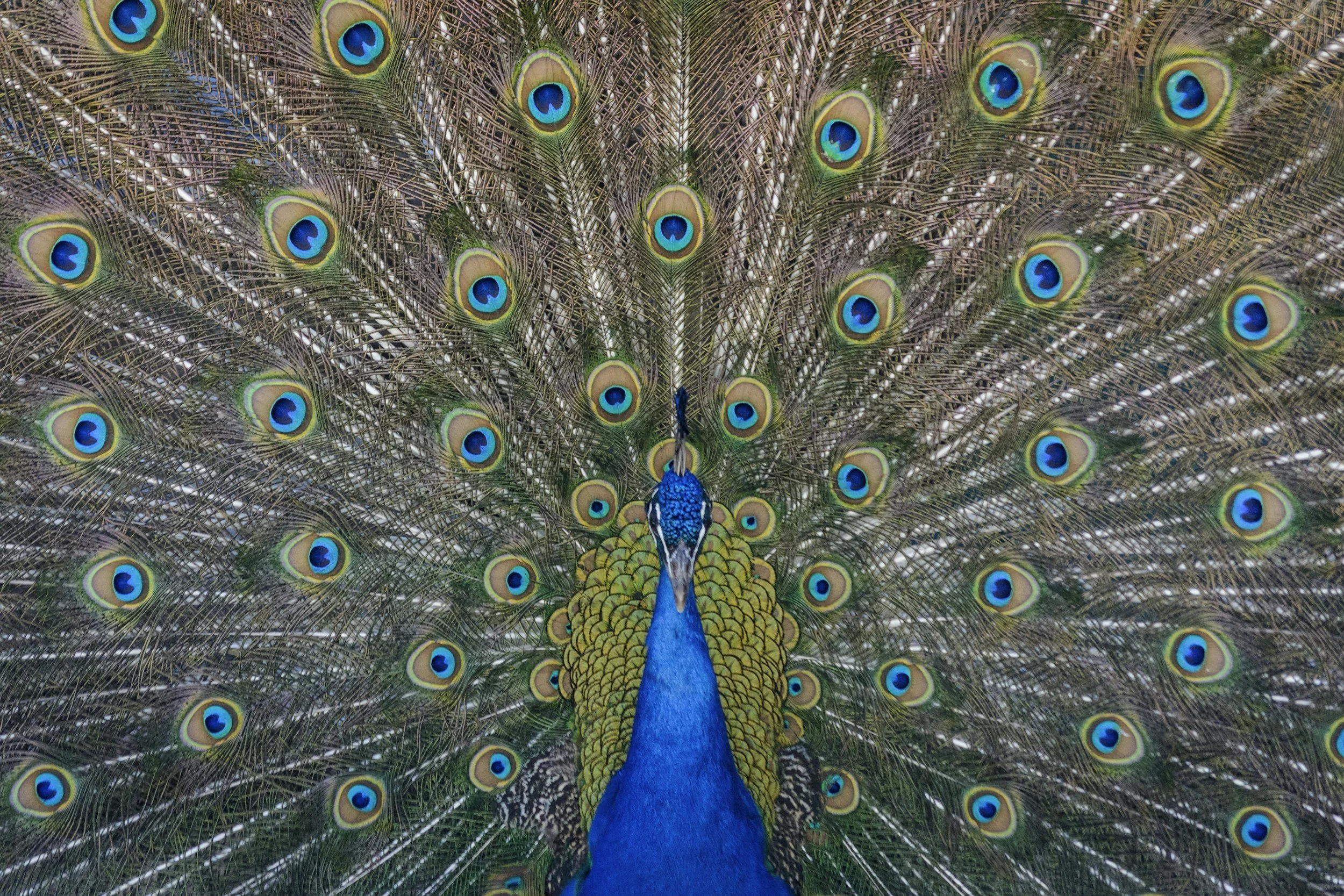Peacock spreads its vibrant feathers