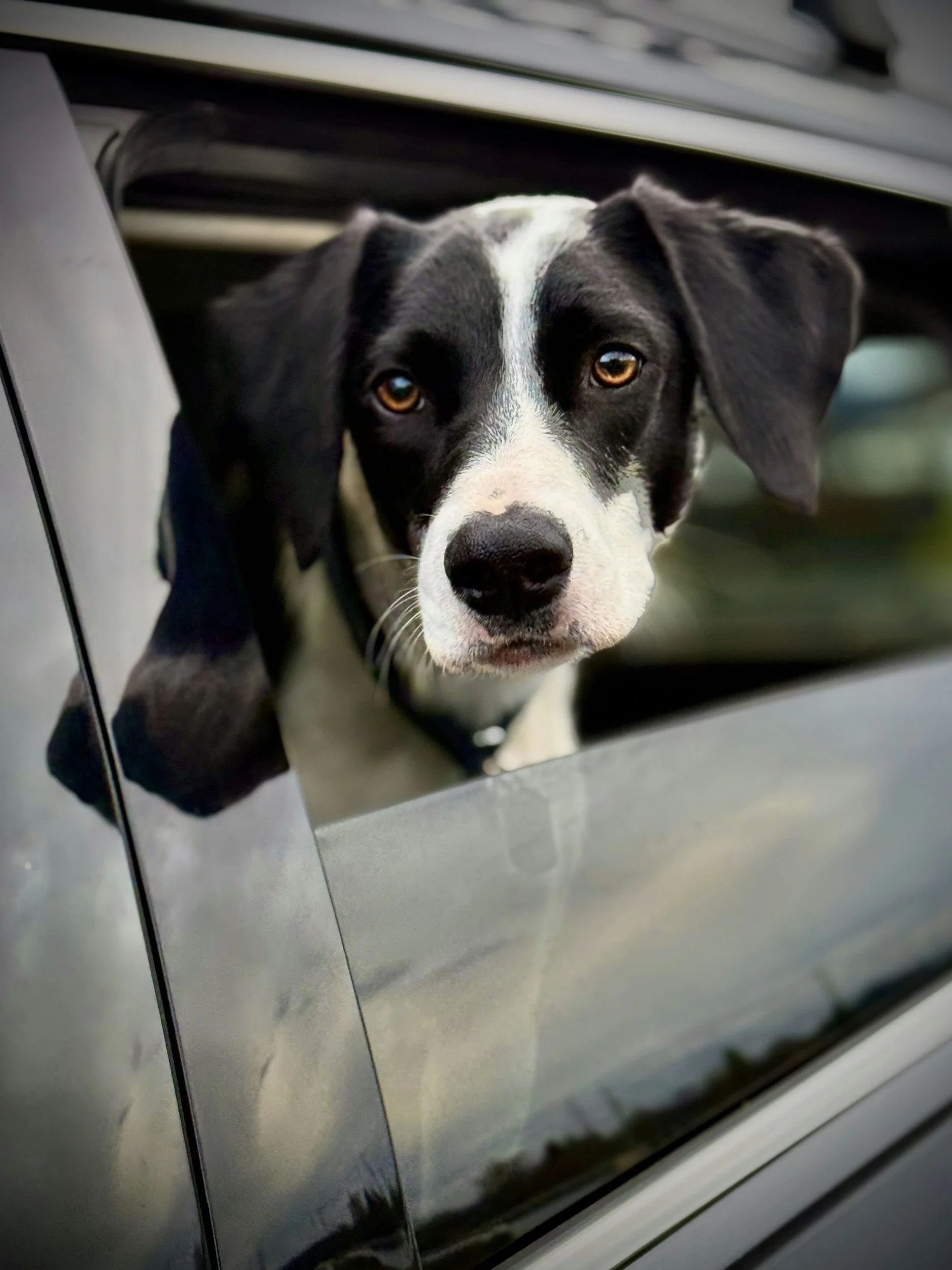 Black and white dog looks out of car window