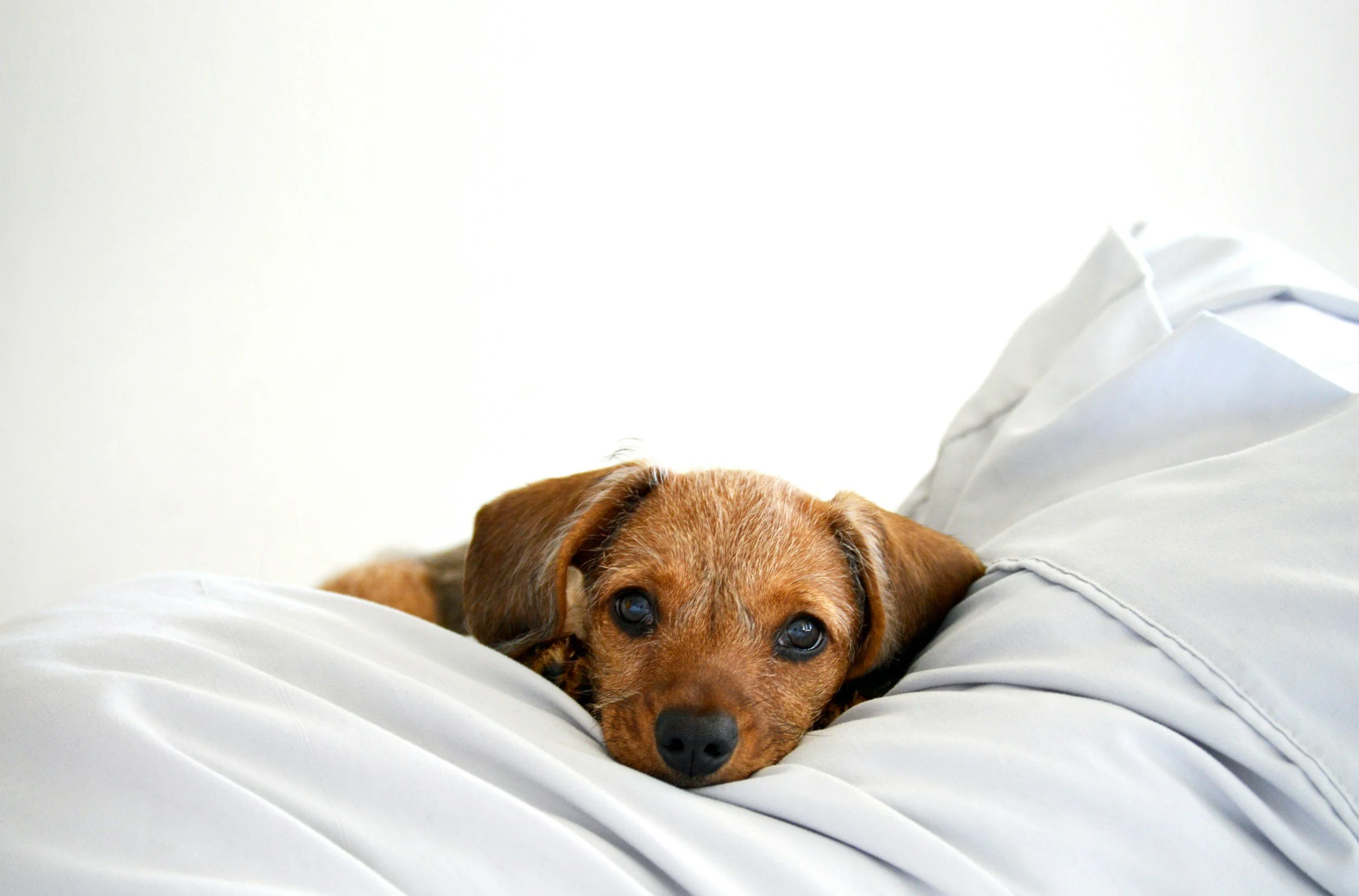 Little brown dog lays with head on pillow