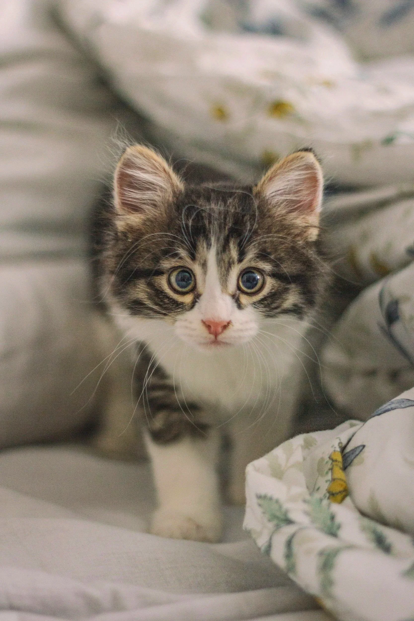 A kitten peaks out from beneath some bedding