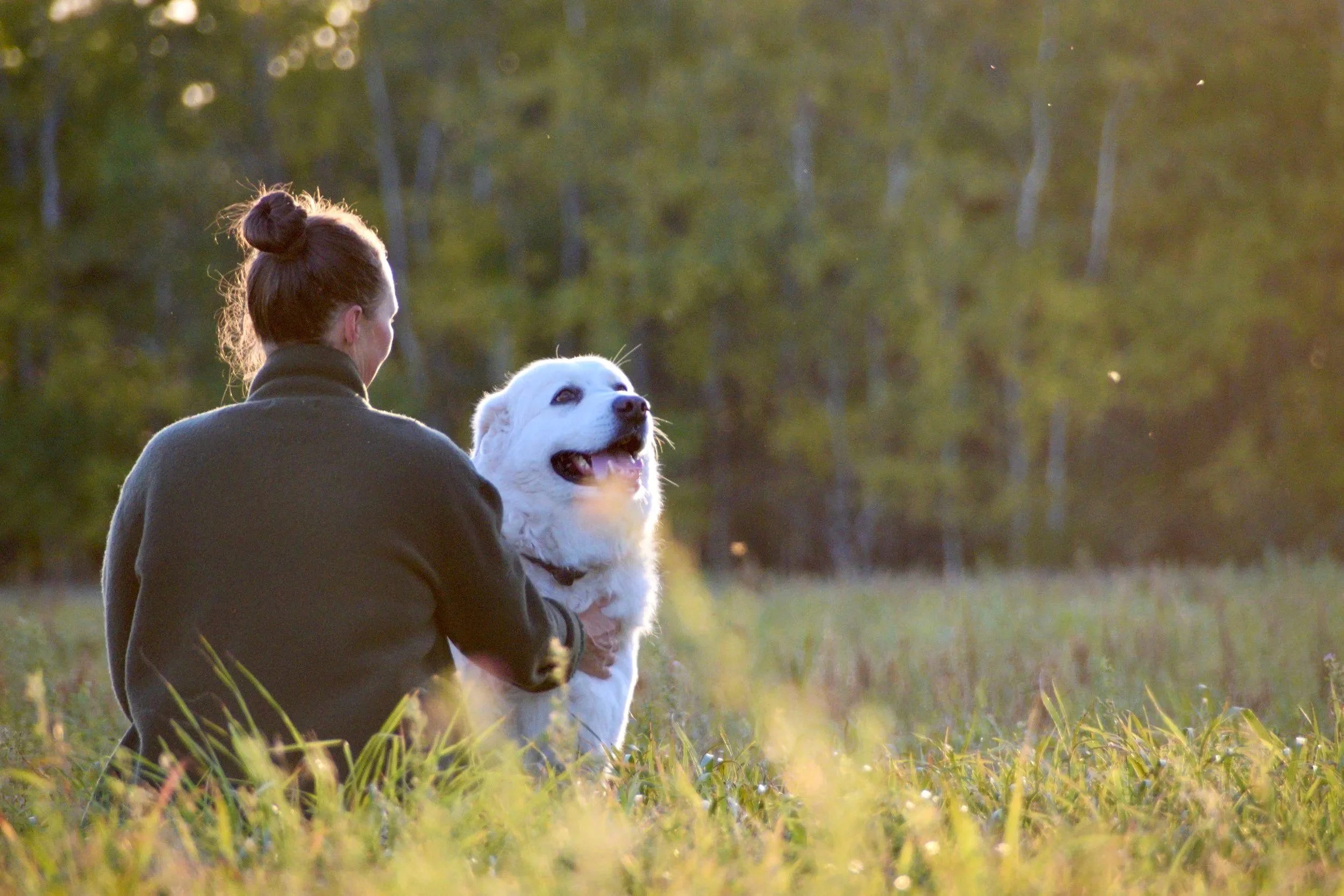 Woman sitting in an open field pets a white dog